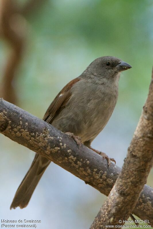 Swainson's Sparrow