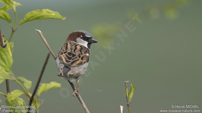 House Sparrow male adult breeding