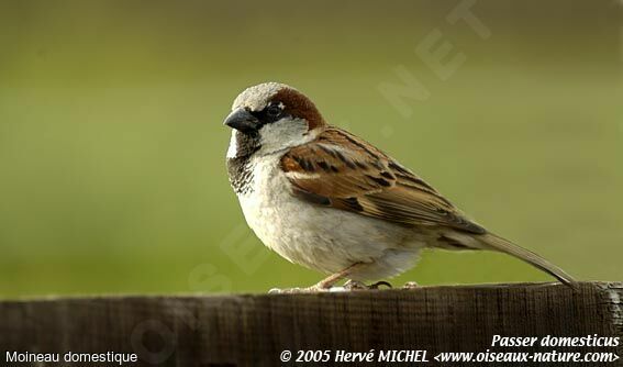 House Sparrow