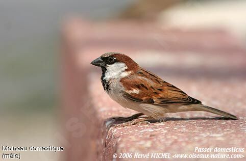 House Sparrow