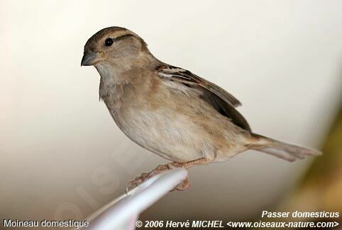 Moineau domestique femelle adulte