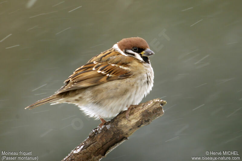 Eurasian Tree Sparrow