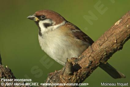 Eurasian Tree Sparrowadult