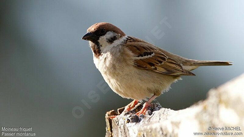 Eurasian Tree Sparrow male adult breeding