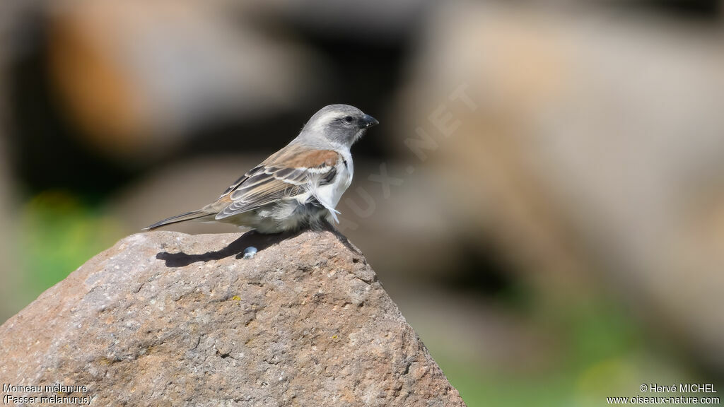 Moineau mélanure femelle adulte