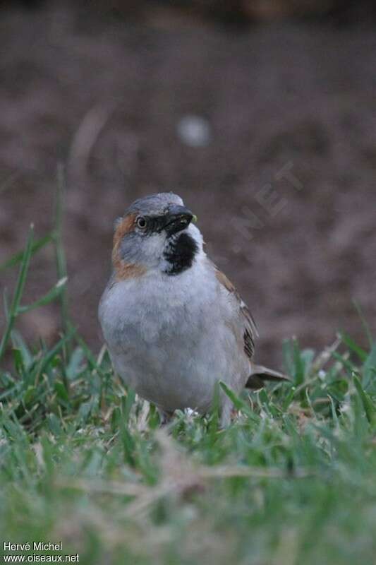 Moineau roux mâle adulte, portrait, mange