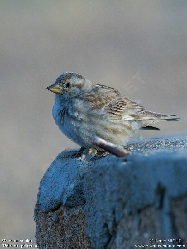 Rock Sparrowadult