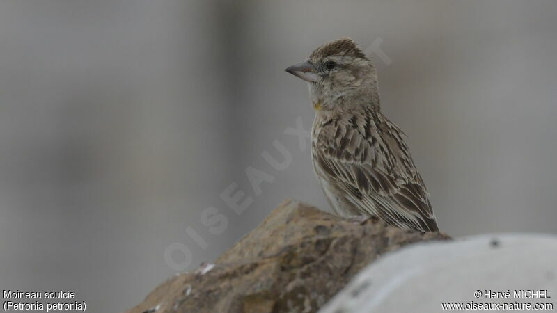 Moineau soulcieadulte