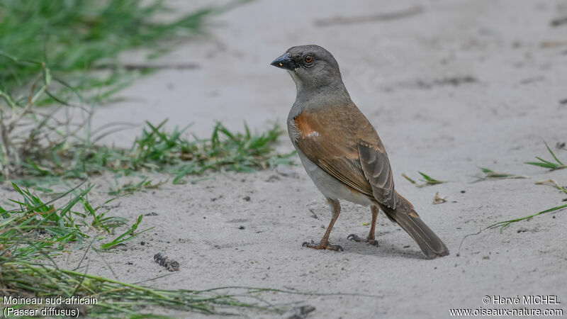 Moineau sud-africain