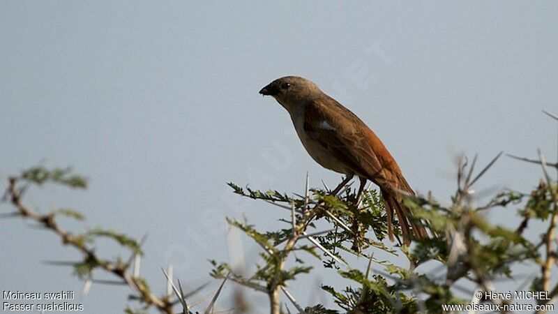 Moineau swahiliadulte