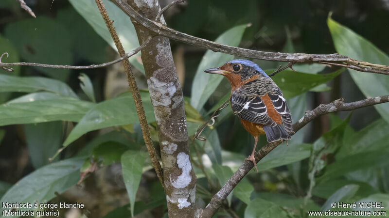 White-throated Rock Thrushadult post breeding