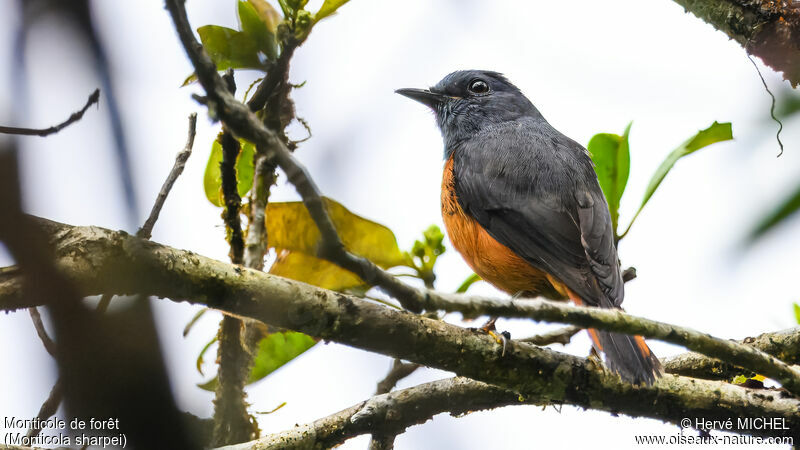 Forest Rock Thrush male adult breeding