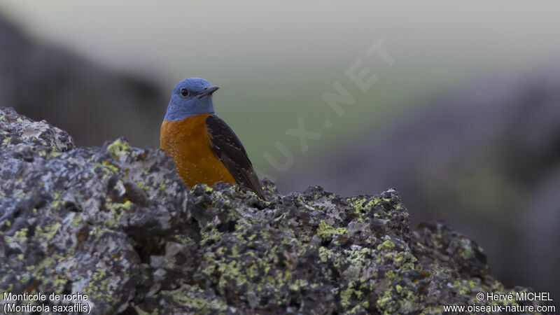 Common Rock Thrush male adult breeding