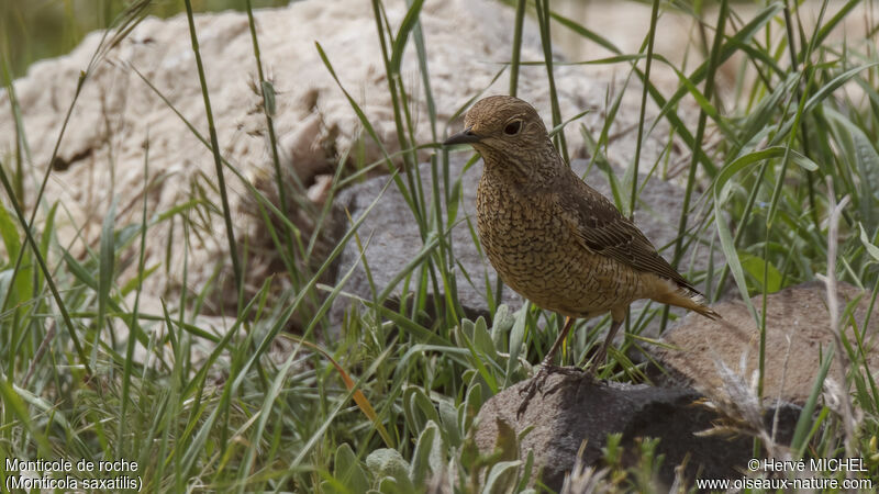 Common Rock Thrush female adult