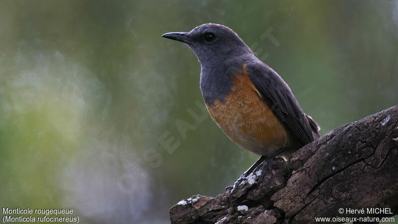 Little Rock Thrush male adult