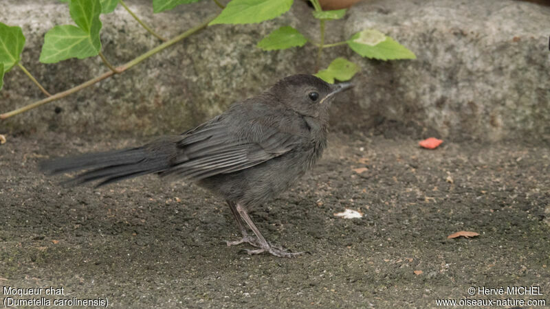 Grey Catbirdjuvenile