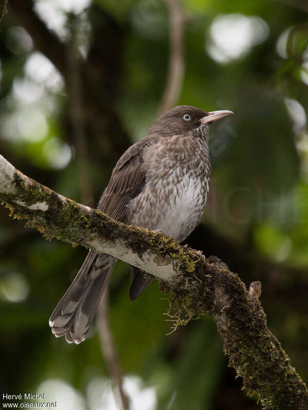 Moqueur corossoladulte, identification