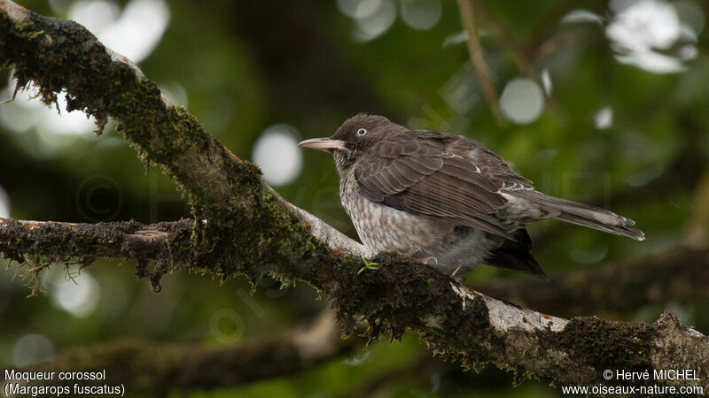 Pearly-eyed Thrasheradult