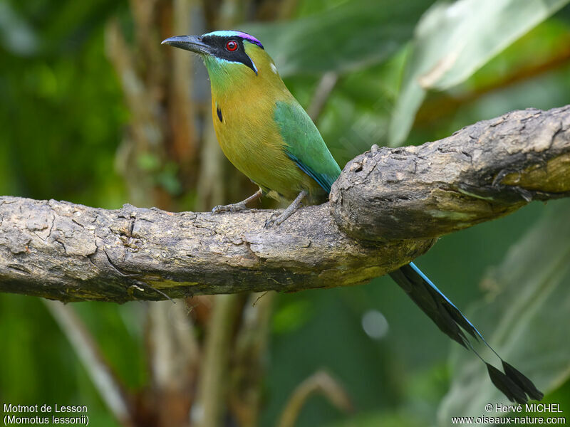 Motmot de Lesson