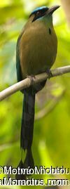 Motmot houtoucadulte