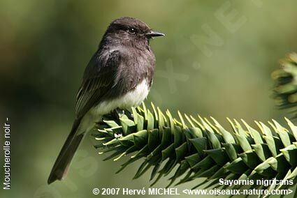 Black Phoebe