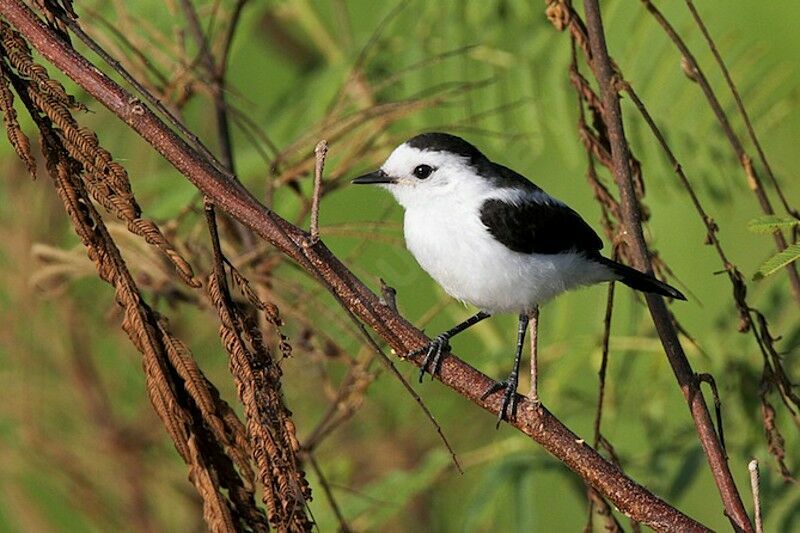 Pied Water Tyrant male adult, identification