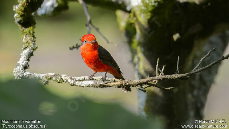 Vermilion Flycatcher male adult