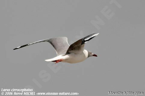 Grey-headed Gull