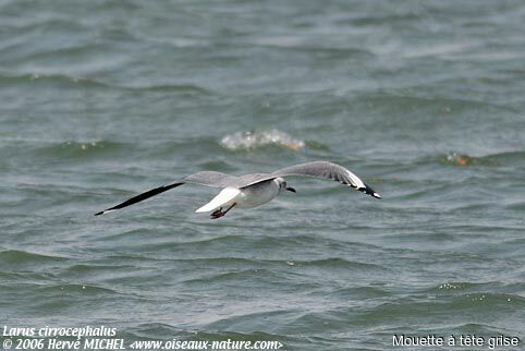 Mouette à tête grise