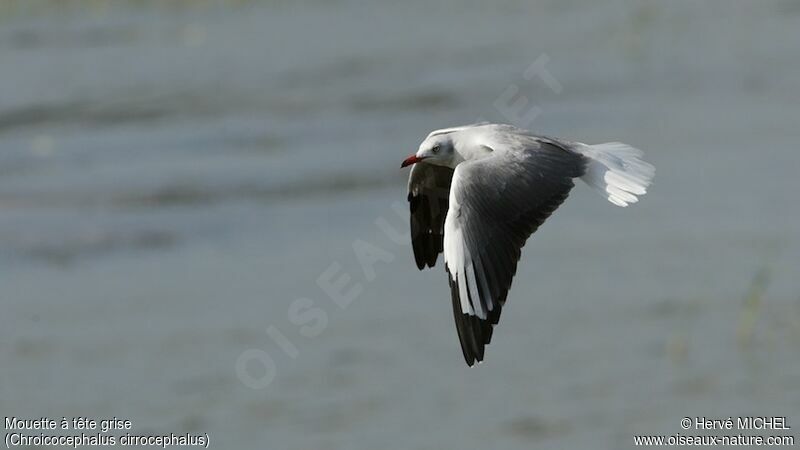 Mouette à tête griseadulte