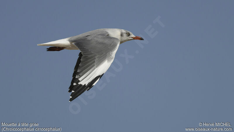 Mouette à tête griseadulte