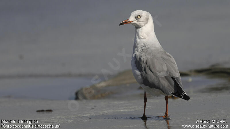 Mouette à tête griseadulte