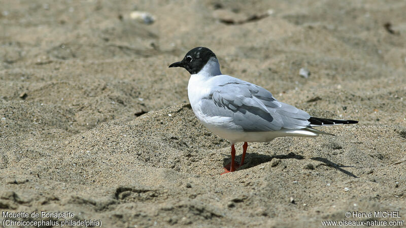 Mouette de Bonaparteadulte nuptial