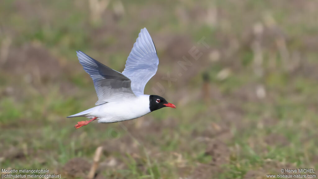 Mouette mélanocéphaleadulte nuptial