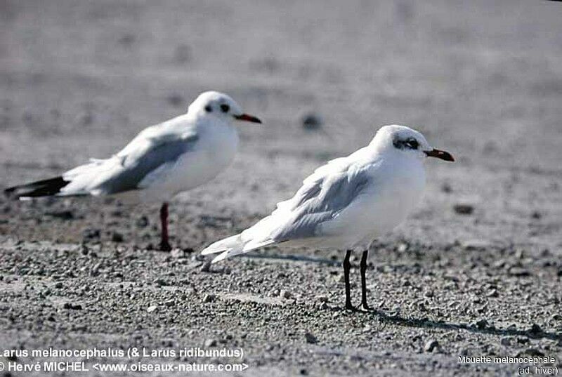 Mouette mélanocéphale