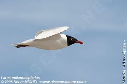 Mouette mélanocéphaleadulte nuptial