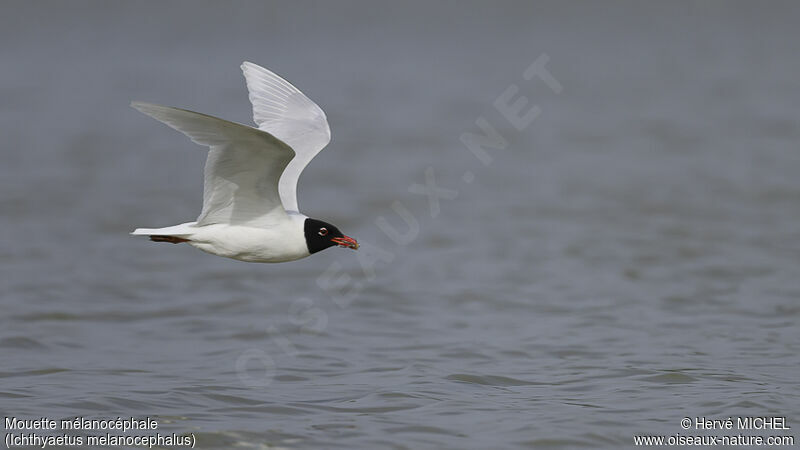 Mouette mélanocéphaleadulte nuptial