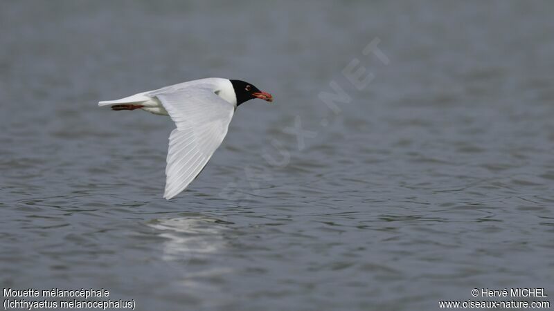 Mediterranean Gulladult breeding