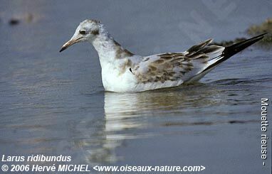 Black-headed Gulljuvenile