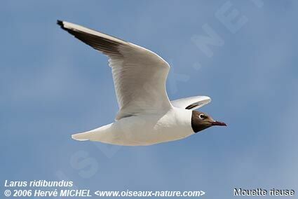 Black-headed Gulladult breeding