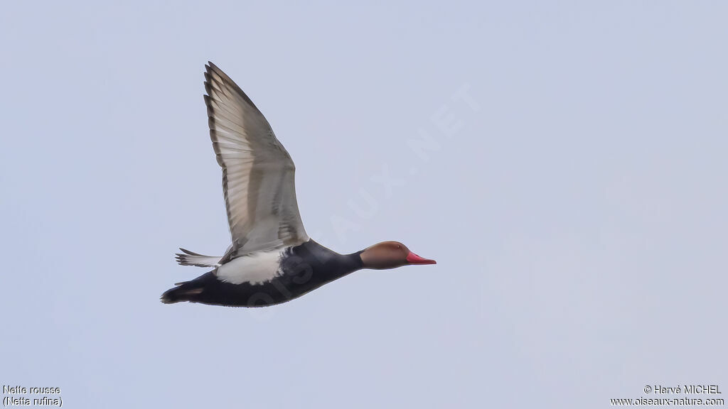 Nette rousse mâle adulte nuptial