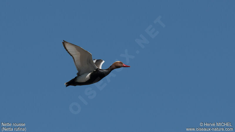 Red-crested Pochard male adult breeding