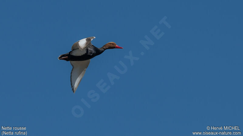 Red-crested Pochard male adult breeding