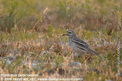 Eurasian Stone-curlewadult breeding