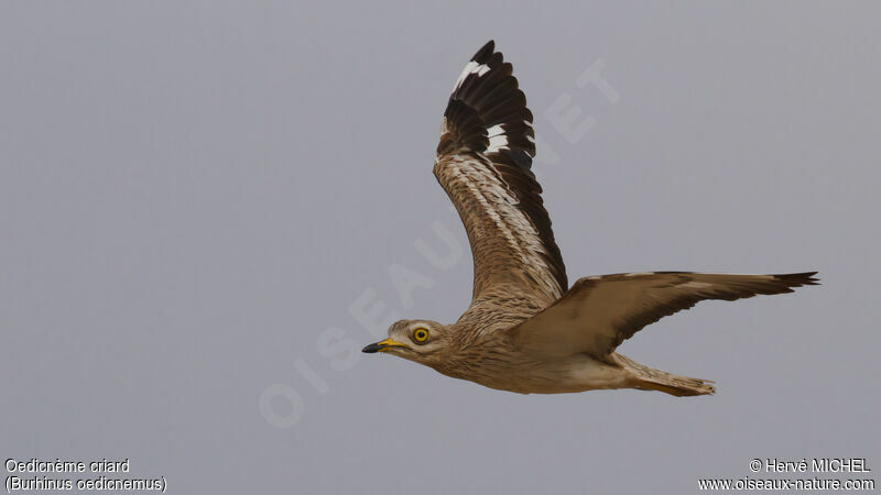 Eurasian Stone-curlewadult breeding, Flight