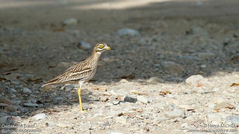 Eurasian Stone-curlewadult