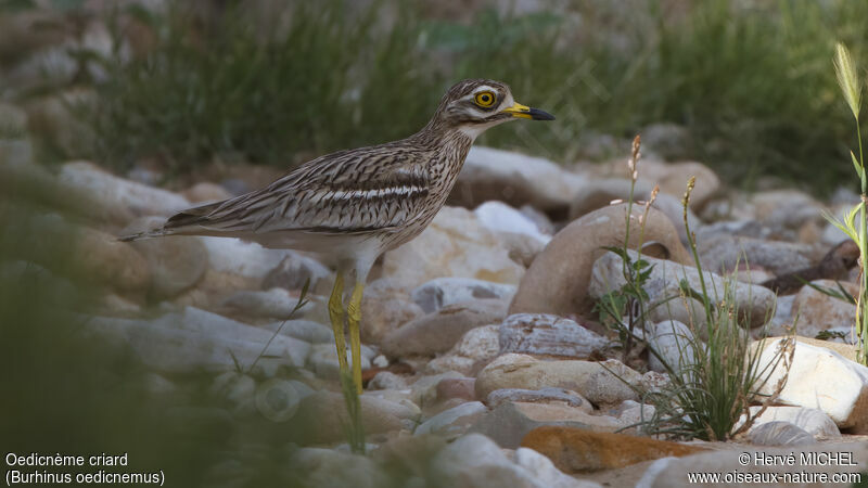 Eurasian Stone-curlewadult