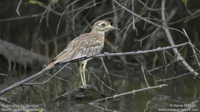 Senegal Thick-knee