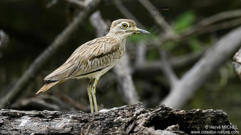 Senegal Thick-knee