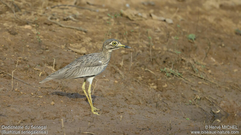 Senegal Thick-knee